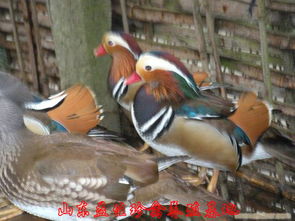 山东鸳鸯养殖,鸳鸯孔雀,山东鸳鸯
