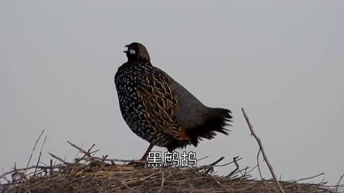 几种鹧鸪当中, 还是中华鹧鸪的叫声比较好听啊