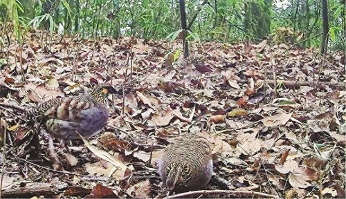 在全国首个四川山鹧鸪栖息地修复工程所在地 鸟中大熊猫 有量身定制的家园