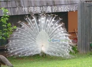 中华鹧鸪苗,哪里有鹧鸪苗卖/买_世界工厂网移动版