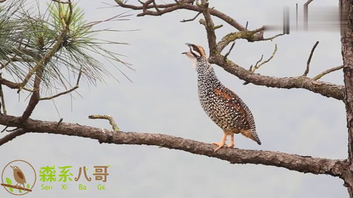松树上有一只野生鹧鸪,啼叫声清晰响亮,平时只闻其声不见其影