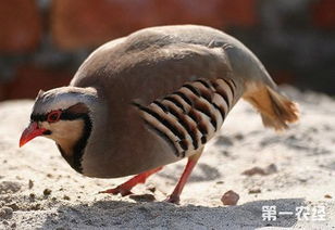 鹧鸪吃什么