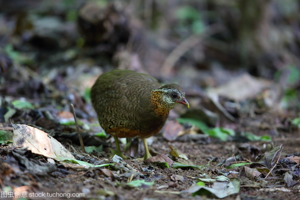 在泰国的绿色腿鹧鸪 (山 chloropus)