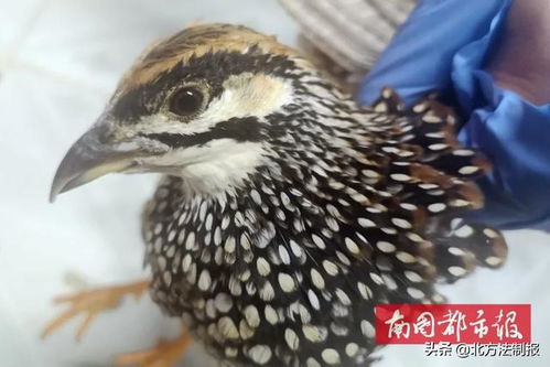 做了这事还有脸发抖音 朋友圈炫耀,万宁3人被抓