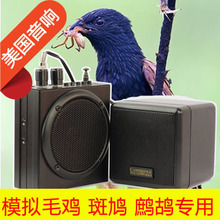 【鹧鸪鸟】最新最全鹧鸪鸟 产品参考信息