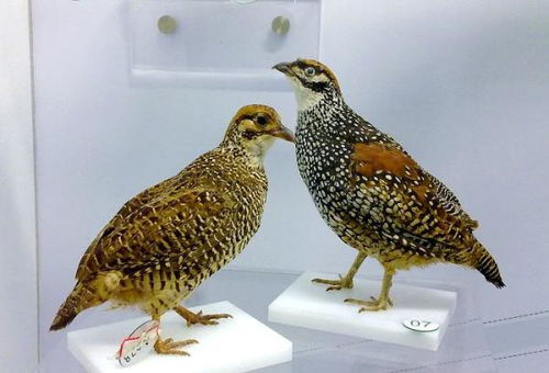鹧鸪 种类、特征与辨识